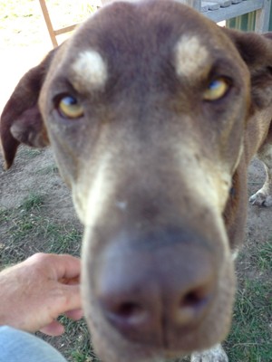 Newcastle Adventure Tails Pic 5 - Up close and personal with Newcastle Adventure Tails Pet Sitting