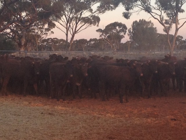 SALTBUSH CONTRACTING Pic 1 - Add a caption