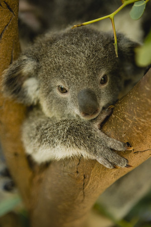 SeaLink QLD Pic 3 - Get up close and cuddle a Koala at Bungalow Bay Koala Sanctuary