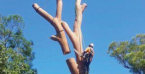 Arborist Blue Mountains Pic 3