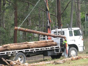 Dave's Tree Lopping Pic 3