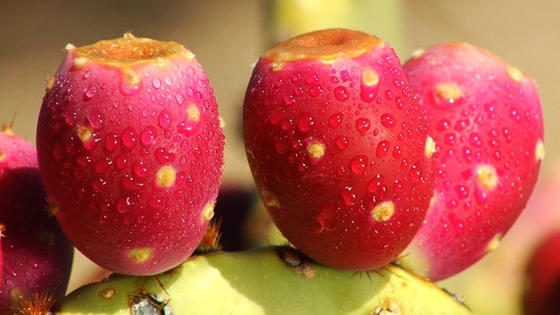 Pink Cactus Juice Pic 1 - Fruit of the Nopal Cactus