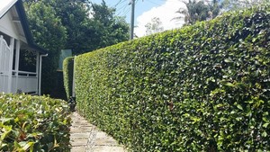 Mr Mower Man Pic 4 - Hedge perfection by Mr Mower Man