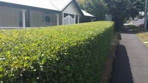 Mr Mower Man Pic 3 - Perfect hedges by Mr Mower Man