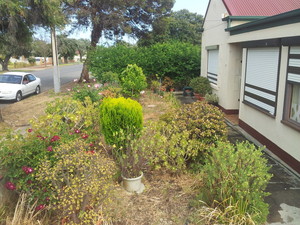 Nick's Nature Pty Ltd Pic 4 - Front Yard Before