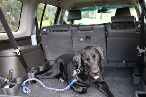 Happy Pooches Pet Care Pic 5 - Happy Pooches Taxi Services