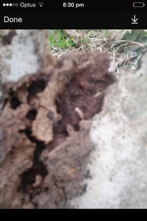 AA C and T Pest management Pic 3