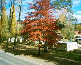 Marysville Caravan And Holiday Park Pic 1 - Beautiful autumn colours