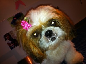 Mon Bon Dog Grooming Pic 5