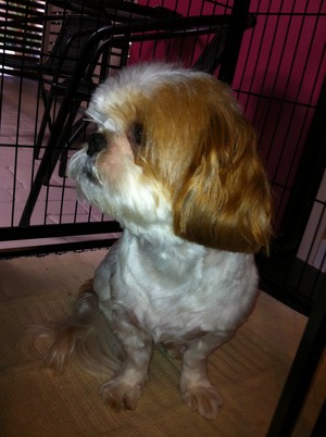 Mon Bon Dog Grooming Pic 3