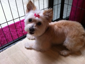 Mon Bon Dog Grooming Pic 4