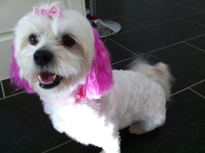 Mon Bon Dog Grooming Pic 2 - Bella