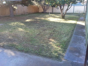 A1 PROPERTY AND GARDEN MAINTENANCE Pic 4 - No lawn is too far gone After photo