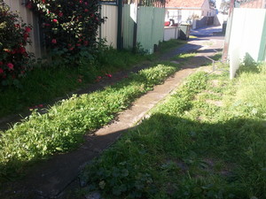 A1 PROPERTY AND GARDEN MAINTENANCE Pic 3 - No lawn is too far gone Before photo