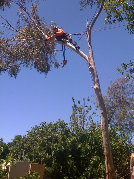 West Coast Arbor Service Pic 1