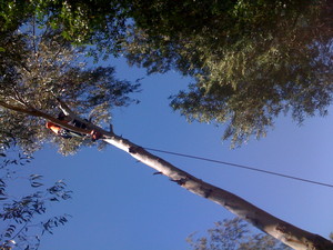 West Coast Arbor Service Pic 3