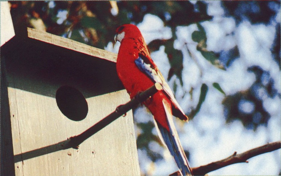 Environest Pic 1 - Eastern Rosella female at box