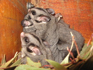 Environest Pic 3 - Sugar Gliders