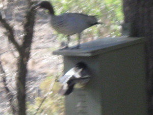 Environest Pic 2 - Wood Ducks