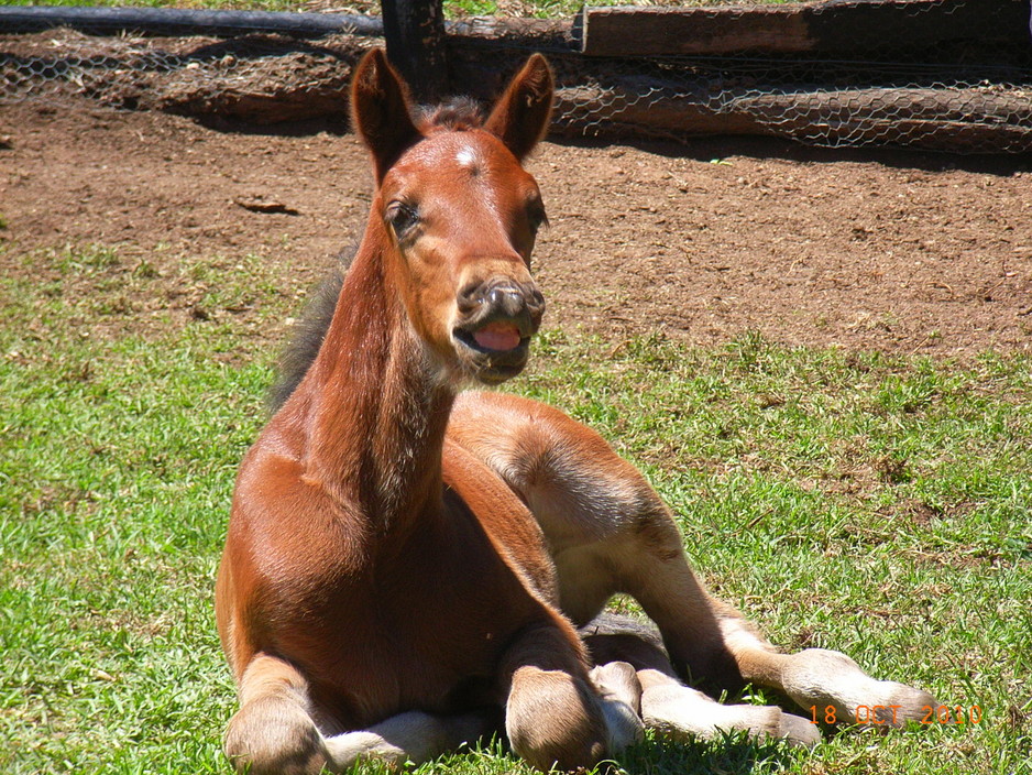 Waratah Warmbloods and Agistment Centre Pic 1 - Waratah Liberace