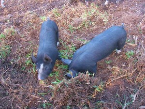 Collingwood Childrens Farm Pic 5