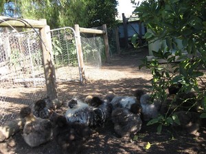 Collingwood Childrens Farm Pic 4