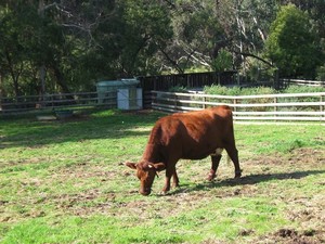 Collingwood Childrens Farm Pic 2