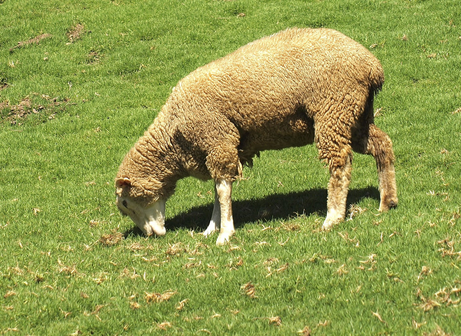 Collingwood Childrens Farm Pic 1