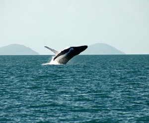 Queensland Yacht Charters Pic 4 - See the whales from July September