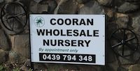 Cooran Wholesale Nursery Pic 3