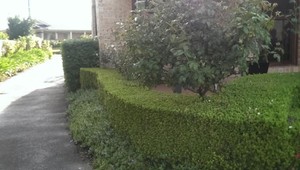 All Home Services-Vicki's Garden Maintenance Pic 4