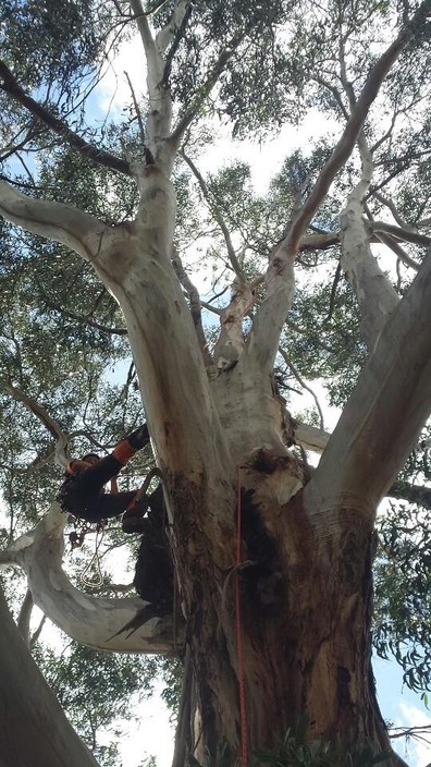 Macedon Ranges Tree Service Pic 1