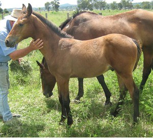 Kelana Park Pic 2 - weanlings