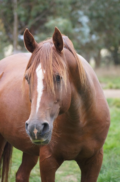 Karabil Arabians Pic 1 - Karabil Tagera