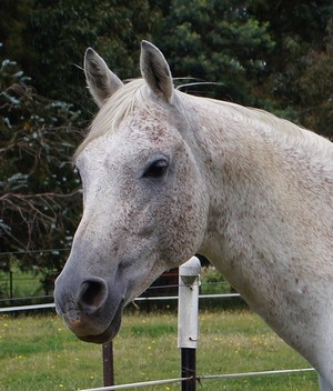 Karabil Arabians Pic 2 - Meadow View