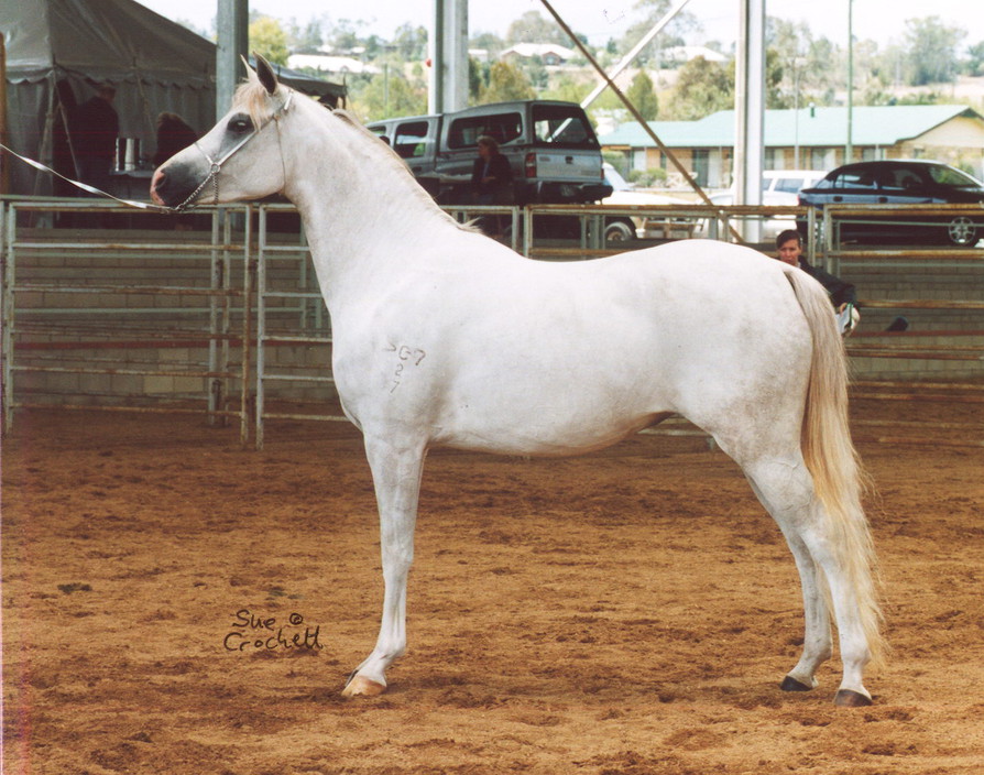 Annabar Arabians Pic 2 - mt eerwah silver seduction