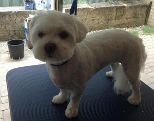 Bonnie Pooch Dog Styling & Grooming - Dog Groomer Pic 2