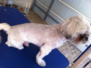 Bonnie Pooch Dog Styling & Grooming - Dog Groomer Pic 4