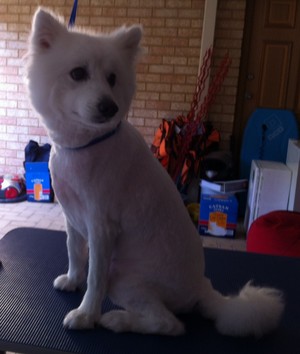 Bonnie Pooch Dog Styling & Grooming - Dog Groomer Pic 3