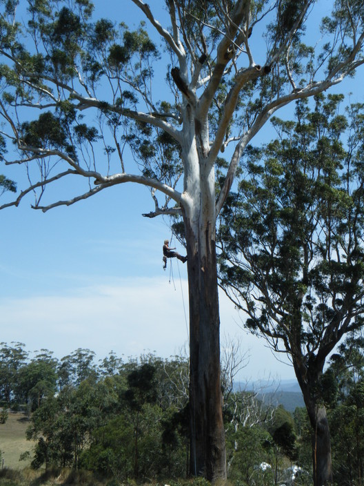 Arbor Operations Qld Pty Ltd Pic 1