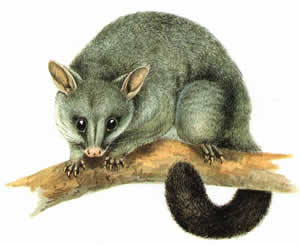 Microverse Pest Management Pic 3 - Brushtail Possum