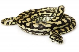 Microverse Pest Management Pic 2 - Carpet Python