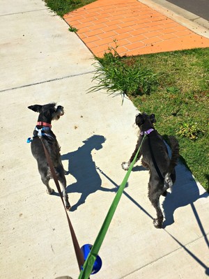 East Maitland Dog Walking Services Pic 3