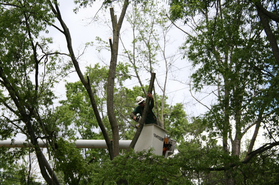 Twin Peak Tree Services Pic 1