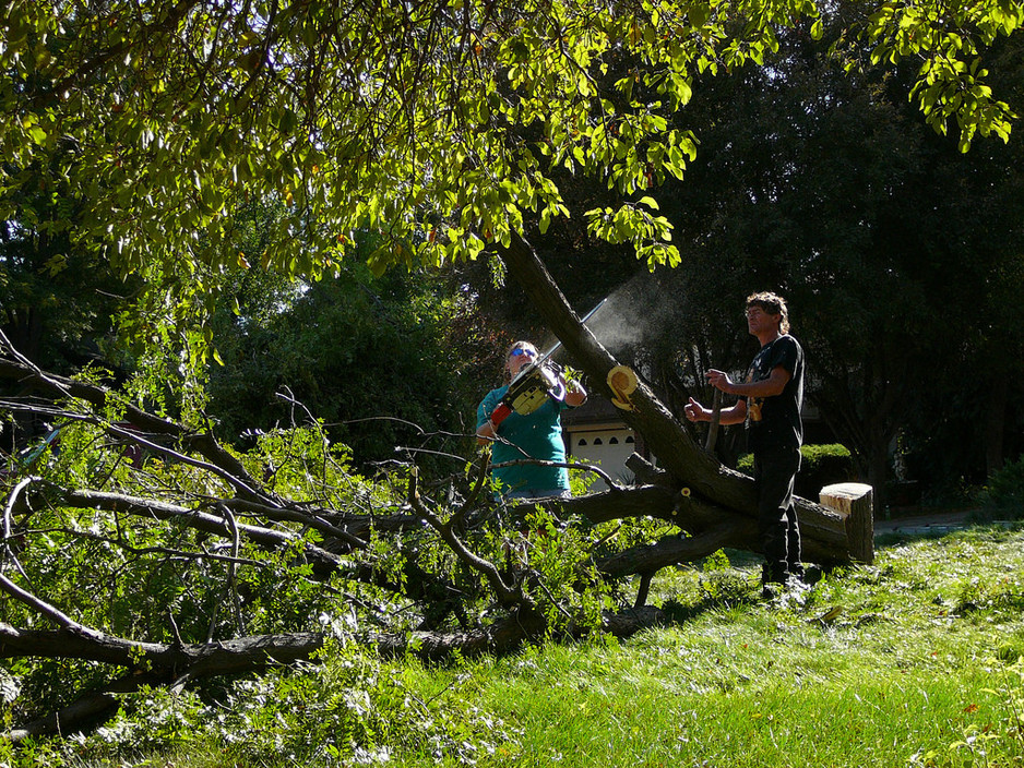 Twin Peak Tree Services Pic 2