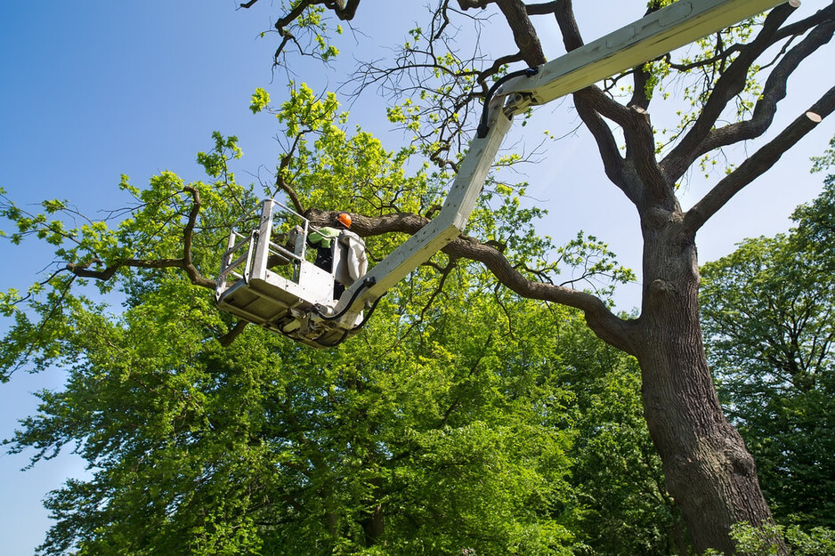 Perth Tree Lopping WA Pic 1