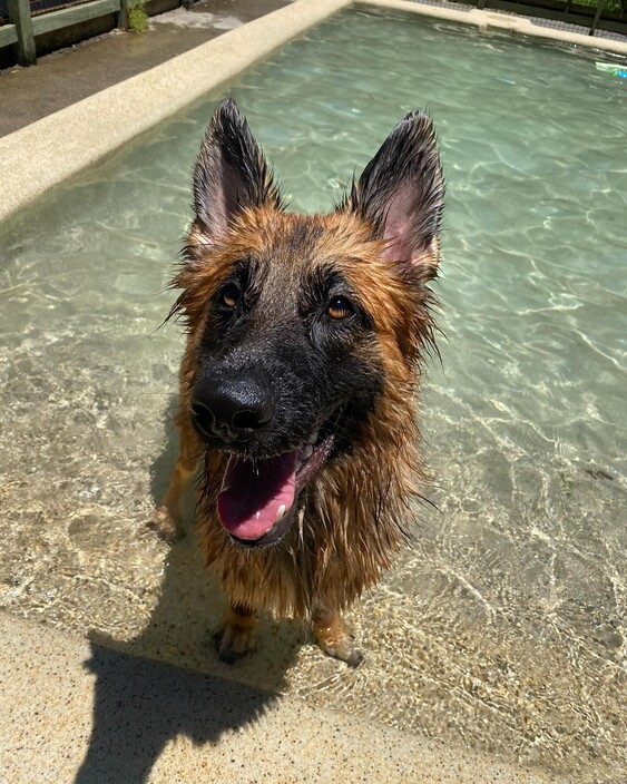 Kip Caloundra Cat & Dog Boarding Pic 1