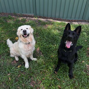 Kip Caloundra Cat & Dog Boarding Pic 4