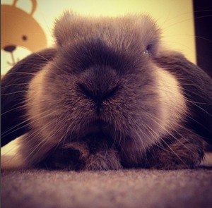 Board My Bunny Pic 4