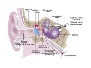 esani Pic 2 - Medical Illustration